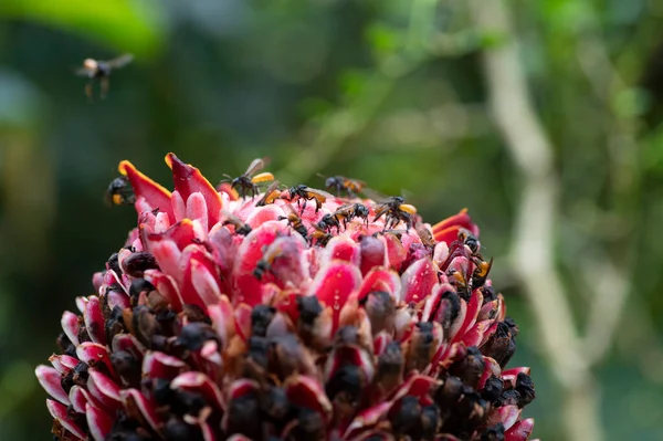 Vista Perto Muitas Abelhas Sem Ferrão Alimentando Uma Flor Tropical — Fotografia de Stock