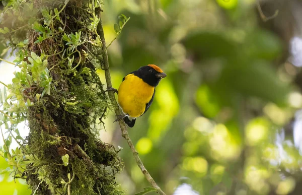 Tawny Capped Euphonia Euphonia Anneae Male Perched Branch Upper Canopy — Stock Photo, Image
