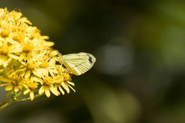 野生の花から蜜を得る小さな黄色の蝶の閉じる — ストック写真
