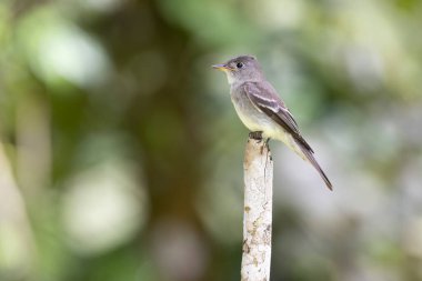 Orta Panama dağlarındaki ağaç kütüğüne tünemiş şirin Doğu Ormanı Pewee (Contopus virens)