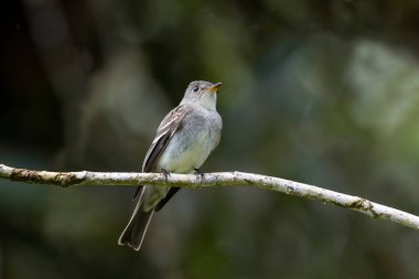 Orta Panama dağlarındaki ağaç kütüğüne tünemiş şirin Doğu Ormanı Pewee (Contopus virens)