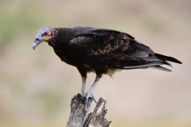  Bir çit direğine tünemiş güzel sarı başlı akbaba (Cathartes burrovianus) manzarası.