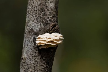  Ağaç gövdesinde büyüyen yeşil bir mantar manzarası