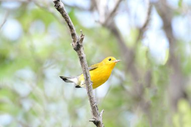 Güzel Prothonotary Warbler (Protonotaria citrea) Panama 'da bir mangrov bölgesinde bir ağaç dalına tünemiştir.