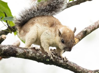 Merkezi Panama 'da bir ağaç dalında bir Variegated Squirrel.