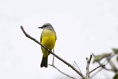  Tropik Kingbird (Tyrannus melankolicus) gökyüzüne karşı bir ağaç dalına tünemişti.