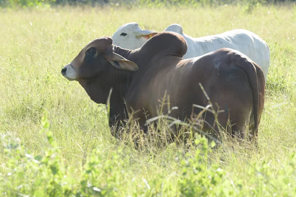牧草地に立つ2頭のブラハマン牛のオスとメスの姿 — ストック写真
