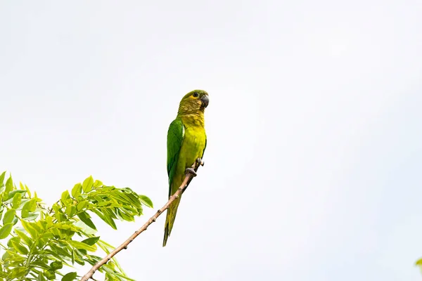 Egy Faágon Ültetett Barna Torkú Papagáj Eupsittula Pertinax Látványa — Stock Fotó