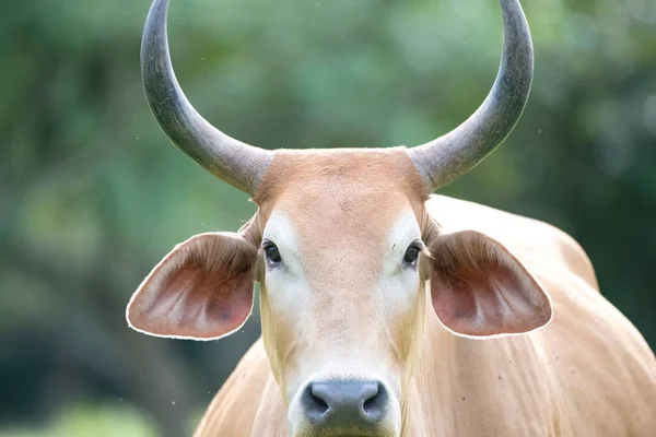 Vista Perto Uma Vaca Marrom Com Chifres Grandes — Fotografia de Stock
