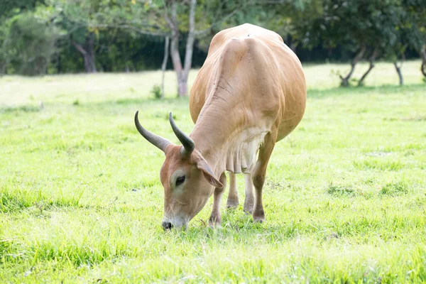 Vue Une Belle Vache Cebu Broutant Sur Pâturage — Photo
