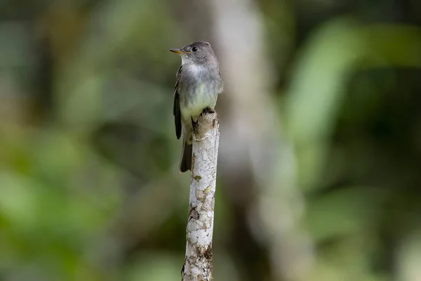 Cute Eastern Wood Pewee Contopus Virens Perched Tree Stump Central — Stock Photo, Image