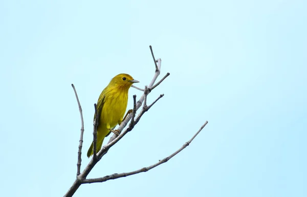 View Mangrove Yellow Warbler Setophaga Petechia Perched Tree Branch — Stock Photo, Image
