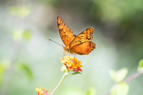 Piękny Pomarańczowy Motyl Siedzący Dzikim Kwiatku — Zdjęcie stockowe