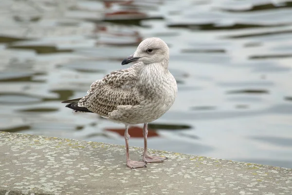 丹麦一个码头上的一只幼小海鸥 — 图库照片
