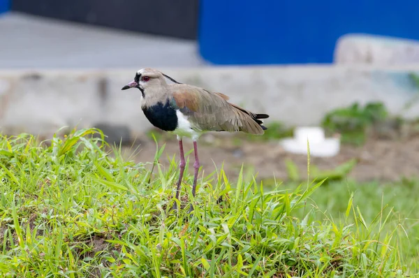 Southern Lapwing Vanellus Chilensis Campo Hierba Panamá Busca Lombrices — Foto de Stock