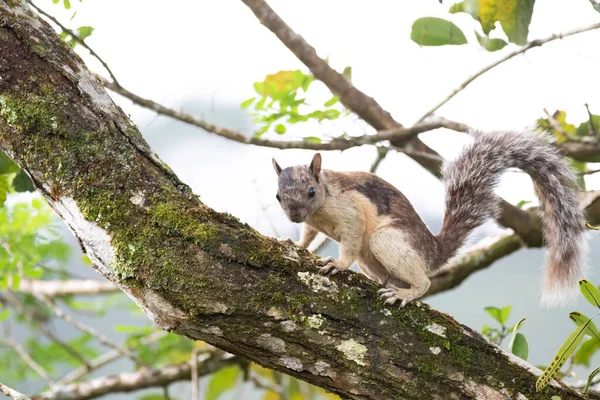 Variegated Squirrel Male Tree Branch Looking Food — Stock Photo, Image