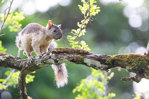 Close View Varigiated Squirrel Male Tree Branch — Stock Photo, Image