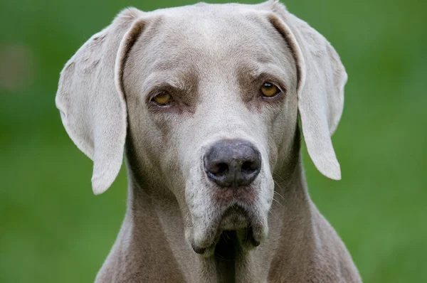 Портрет Старой Самки Веймаранерской Собаки Смотрящей Прямо Камеру — стоковое фото