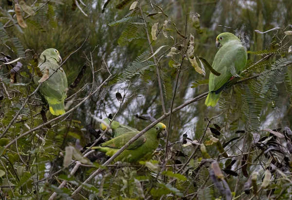 Σμήνος Του Αμαζονίου Amazona Ochrocephala Που Τρέφεται Από Δέντρο Ακακίας — Φωτογραφία Αρχείου