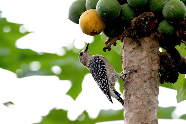 딱따구리 Melanerpes Rubricapillus 파파야 나무에서 먹이를 스톡 사진