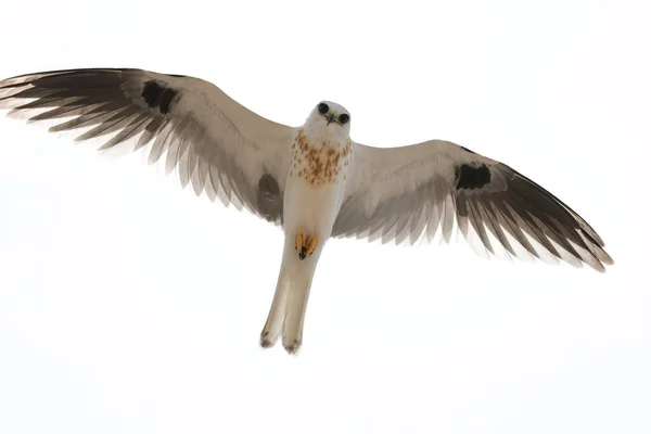 카메라 렌즈를 똑바로 바라보며 날아가는 아름다운 Elanus Leucurus 로열티 프리 스톡 사진