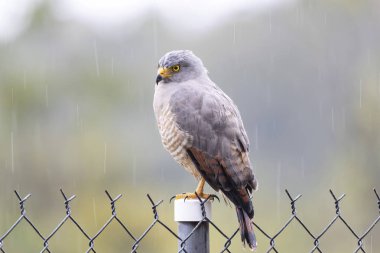 Güzel yol kenarı şahini (Rupornis magnirostris) hafif bir yağmurun altında çit direğine tünemiş.