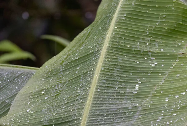 View of a Banana tree leaf with rain drops