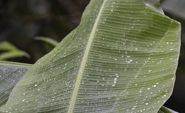 View of a Banana tree leaf with rain drops