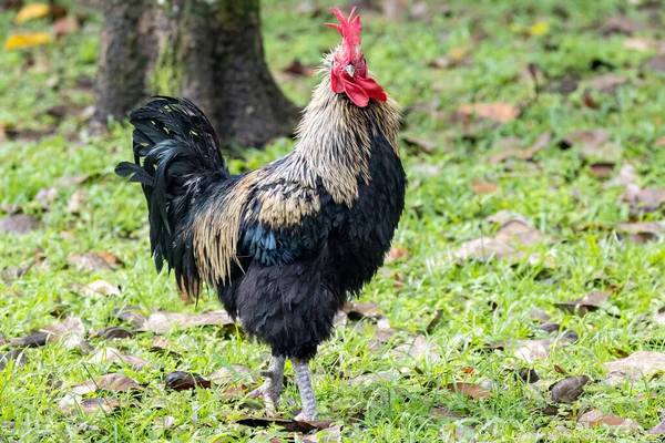 裏庭に立っている大きな重い鶏の眺め — ストック写真