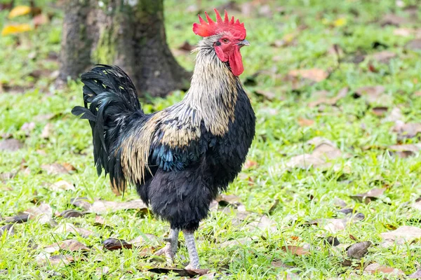 裏庭に立っている大きな重い鶏の眺め — ストック写真