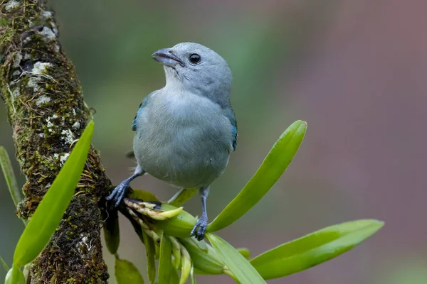 在巴拿马热带雨林的树枝上栖息着一只生机勃勃的蓝灰色油轮 Thraupis Episodes Copus 的近景 — 图库照片