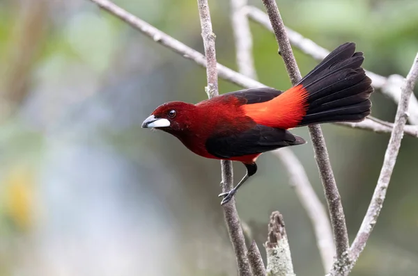 非常漂亮的鸟 红背雀 红背燕鸥 在枝条上呈鲜亮的颜色 — 图库照片