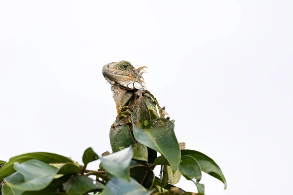 Primer Plano Una Iguana Verde Sobre Una Copa Árbol Con —  Fotos de Stock
