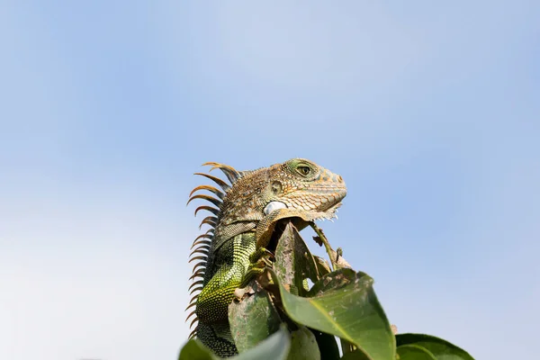 Közelről Egy Zöld Iguana Egy Tetején Egy Égszínkék Háttér — Stock Fotó