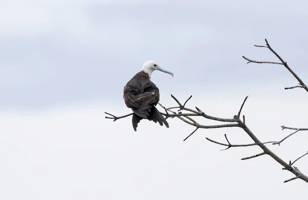 Magnífico Frigatebird Juvenil Fregata Magnificens Empoleirado Galho Árvore — Fotografia de Stock