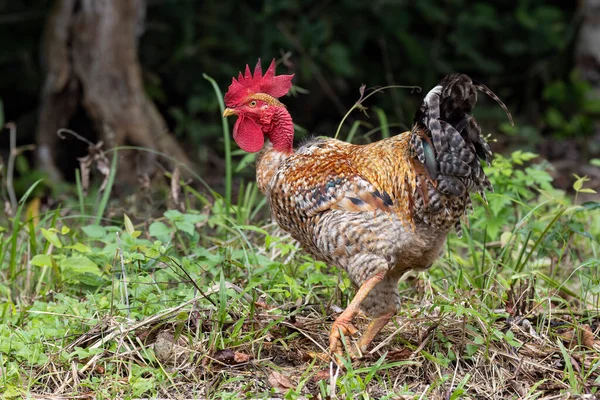 裏庭で食べ物を探している美しい羽を持つ裸の首の鶏の眺め — ストック写真