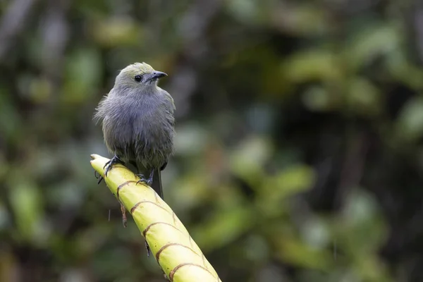 在巴拿马的热带雨中 美丽的棕榈鸟 Thraupis Palmarum 被湿透了 — 图库照片