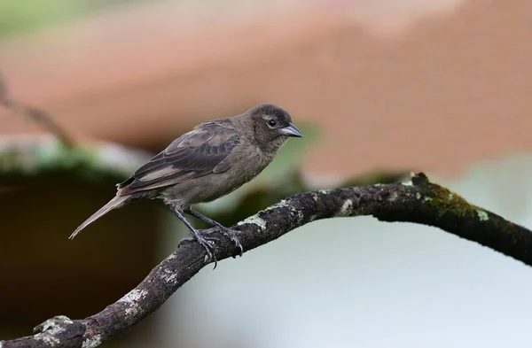 Shiny Cowbird Molothrus Bonariensis Weibchen Auf Einem Ast — Stockfoto