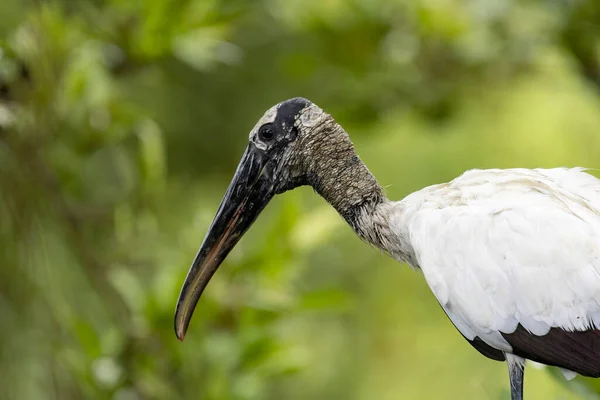 Profile view of a large  Wood Stork (Mycteria americana) wading bird inside a mangrove area in the pacific coast of centralPanama