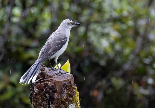 热带知更鸟 Mimus Gilvus 在树桩上的图片 树桩上有清晰的绿色背景 — 图库照片