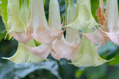 Atropa belladonna, Angel 'ın trompet çiçeği tıbbi bir bitki ve ana ticari alkaloit kaynağıdır.