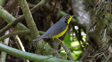Beautiful Canada Warbler (Cardellina canadensis) spending the winter in the rainforest of Central Panama clipart