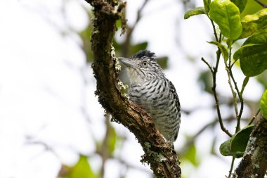 Antshrike (Thamnophilus doliatus) erkek bir ağaç dalı üzerinde tünemiş çubuklu