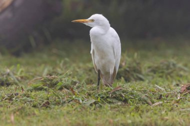  Çimenler biçildikten sonra böcek arayan bir çim tarlasında sığır balıkçıl (Bubulcus ibis) görüntüsü