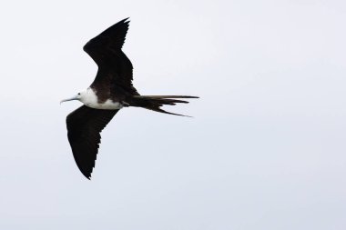 Genç Muhteşem Frigatebird (Fregata büyür) uçuşta