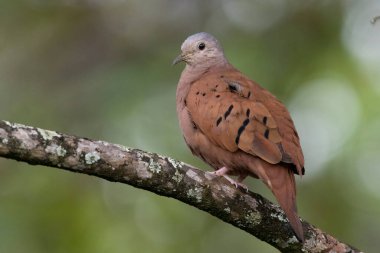  Bir ağaç dalına tünemiş bir Kumru 'nun (Columbina talpacoti) yakın görüntüsü 