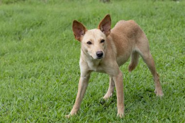 Yiyecek arayan küçük bir sokak köpeğinin manzarası. 