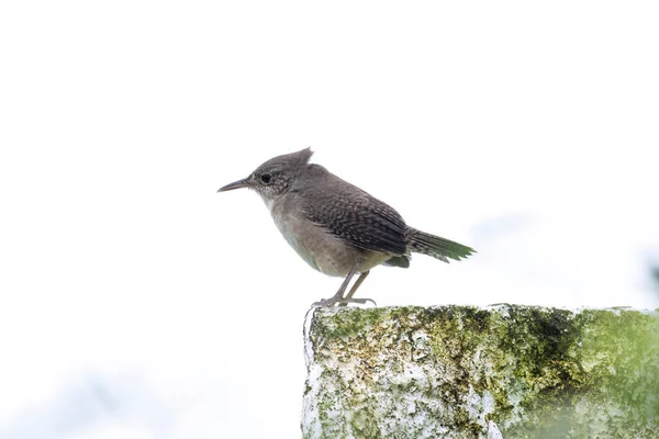 Close Very Small House Wren Troglodytes Aedon Perched Fence Post Stock Image