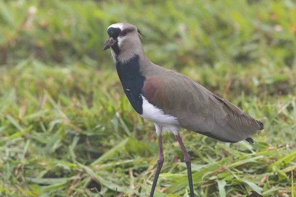 Southern Lapwing Vanellus Chilensis Walking Grass Field Feeding Insects Worms Royalty Free Stock Images