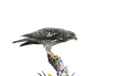 Geniş kanatlı Şahin (Buteo ornitorengi) çekirge yiyen bir ağacın tepesinde duruyordu.